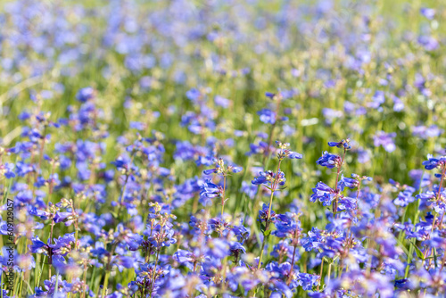 Boulder Colorado Field of Wild Flowers