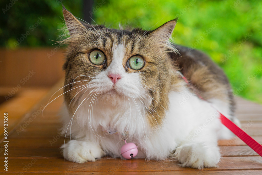 Mixed breed female cat, 8 years old