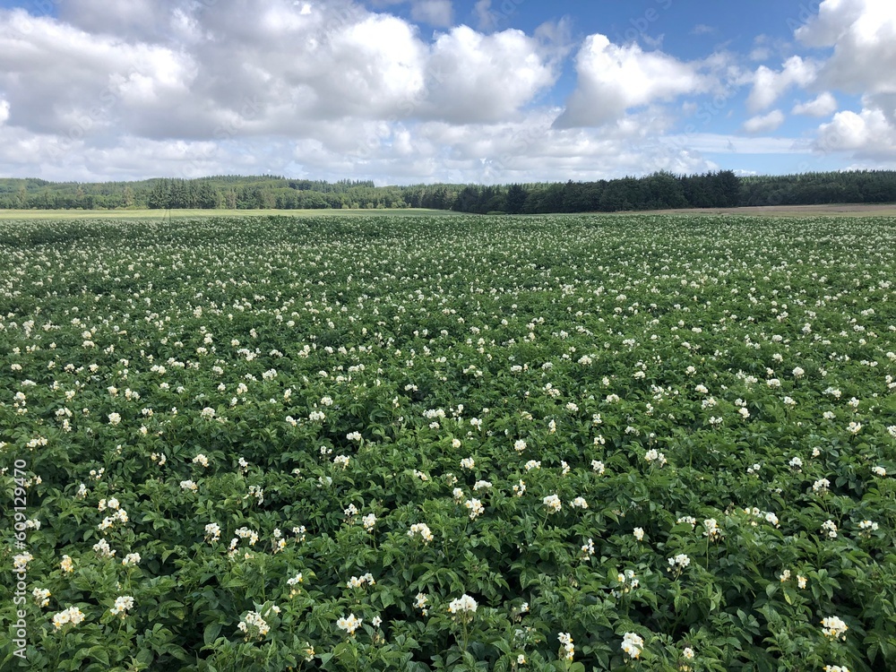 field with potato plants field with potato plants
