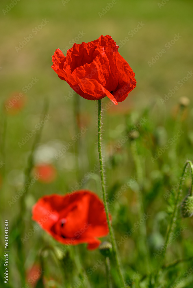 Obraz premium Mohnblüte im Münsterland
