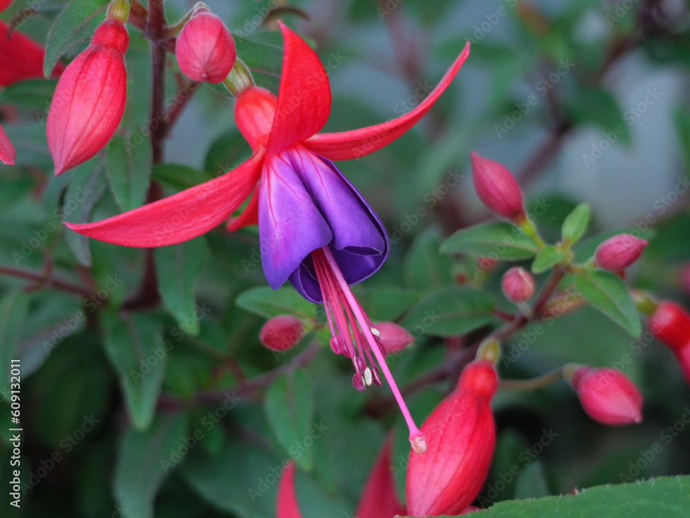 Fototapeta premium Sommerblüte im Garten