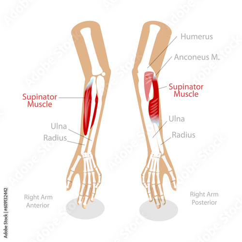 3D Isometric Flat  Conceptual Illustration of Supinator Muscle photo