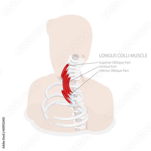3D Isometric Flat  Conceptual Illustration of Longus Colli Muscle photo