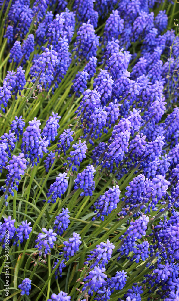 Obraz premium Muscari blooms in the flowerbed