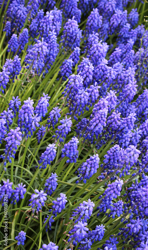 Muscari blooms in the flowerbed