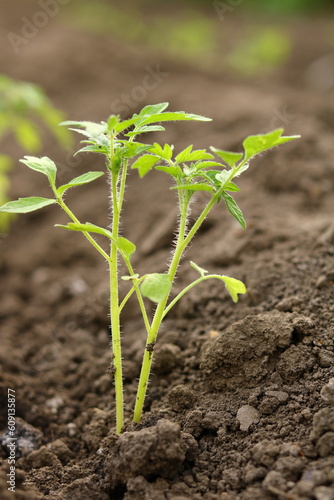 tomato seedling