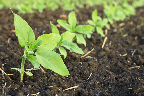sprouts of sunflower in a field