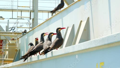Group of Inca tern birds are siting on the cargo hold coaming of the cargo ship in the waters of Peru