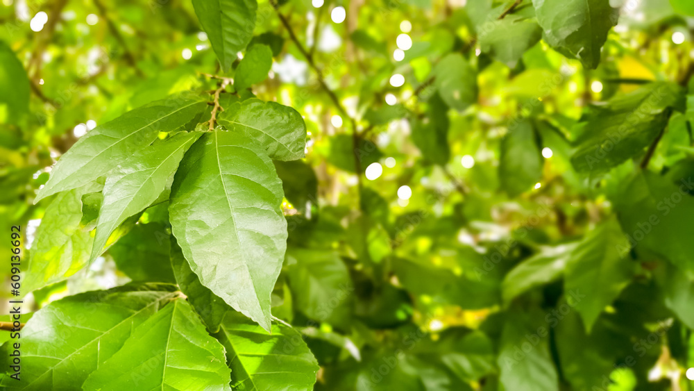 Green blurred background of leaves fresh nature view, Leaf on blurred greenery in garden landscape with copy space, ecology wallpaper concept. Green blurred background of leaves fresh nature view, Leaf on blurred greenery in garden landscape with copy space, ecology wallpaper concept.