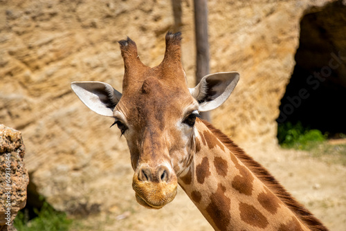 Girafe