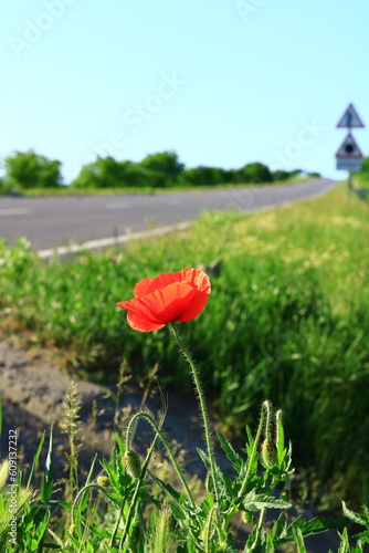 red poppy flower near the highway