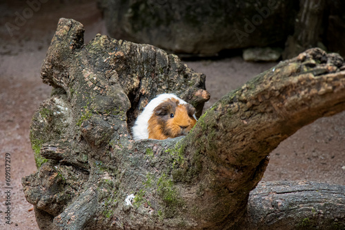 cobaye, cochon d'inde, guinea pig
