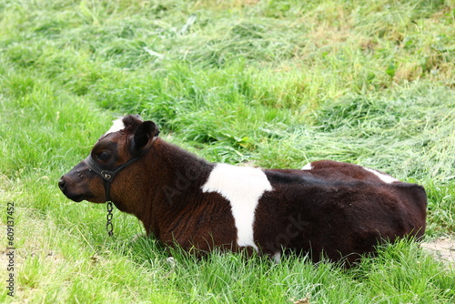 cow in the meadow 