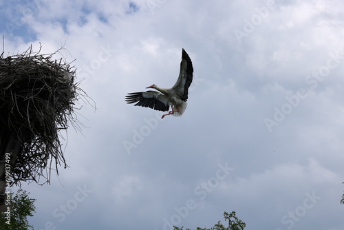 stork on the nest