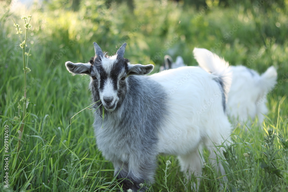 the portrait of a goat with a piercing gaze
the portrait of a goat with a piercing gaze
