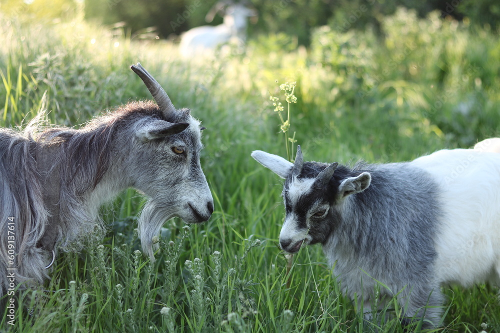 the portrait of a goat with a piercing gaze the portrait of a goat with a piercing gaze