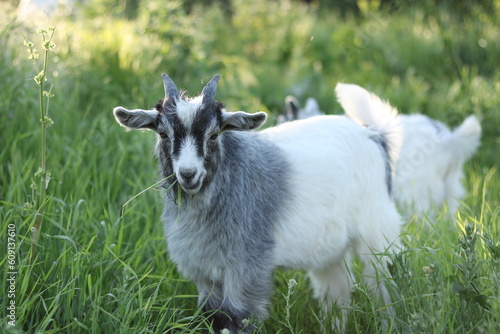 the portrait of a goat with a piercing gaze	
