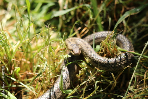 the hazel snake Coronella austriaca