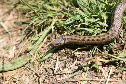 the hazel snake Coronella austriaca photo