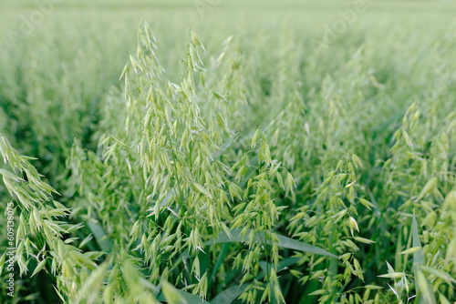 field with green plants of oats on big agriculture field, young green avena sativa field, herbaceous plant of Cereal family, work in agronomic farm and production organic food photo