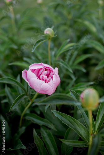 The pink peony flower is in bloom. Nature. 