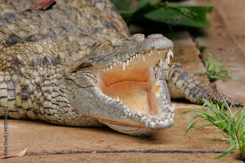 Cuadro en lienzo Portrait of a nile crocodile resting with mouth open