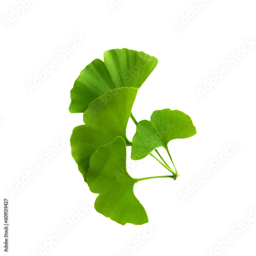 Twig with ginkgo biloba leaves isolated on a transparent background. Green, fresh leaves of Maidenhair. PNG
