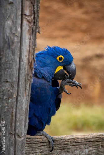 perroquet, parrot