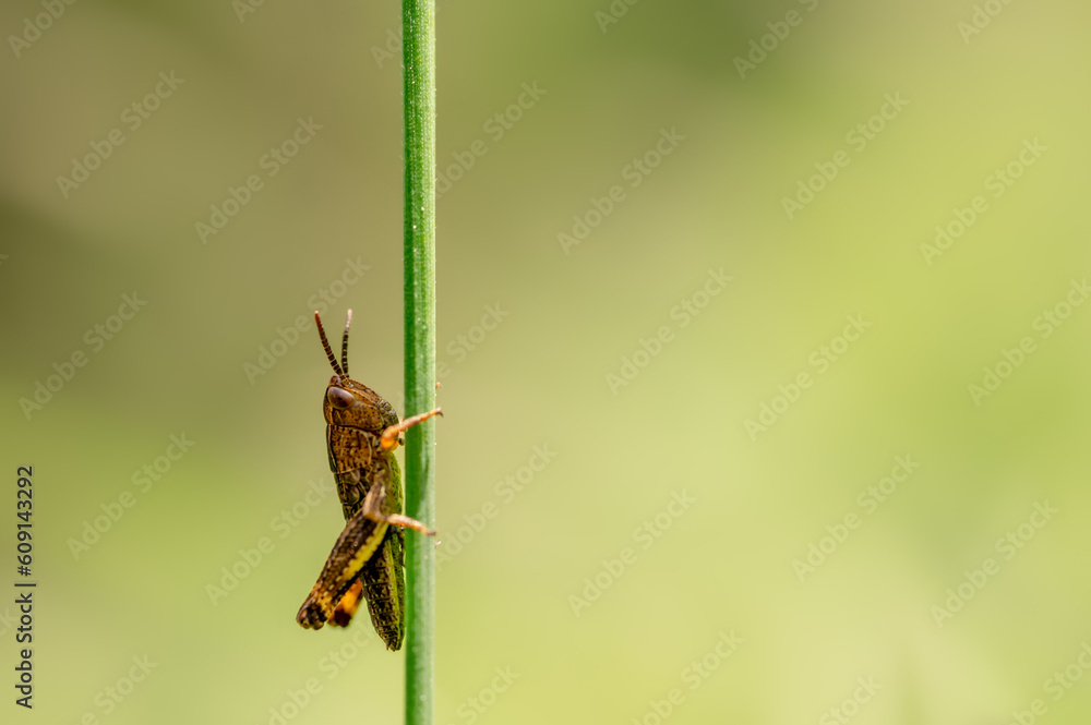 One brown grasshopper on plant in spring. Biodiviery. Copy space. Grengiols, Switzerland. One brown grasshopper on plant in spring. Biodiviery. Copy space. Grengiols, Switzerland.