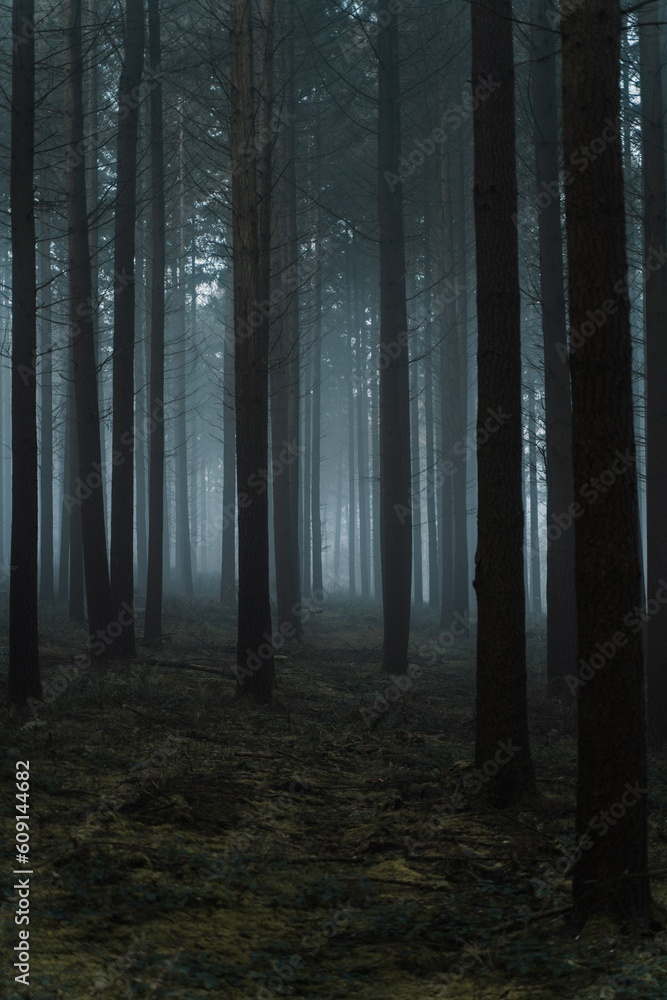 Obraz premium fog in the forest
