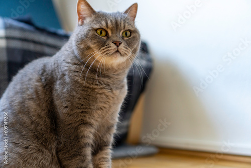 Wallpaper Mural Adult gray Shorthair cat with yellow eyes sitting on the floor, looking at something. Torontodigital.ca