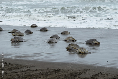 tortuga lora  playa  ostional costa rica