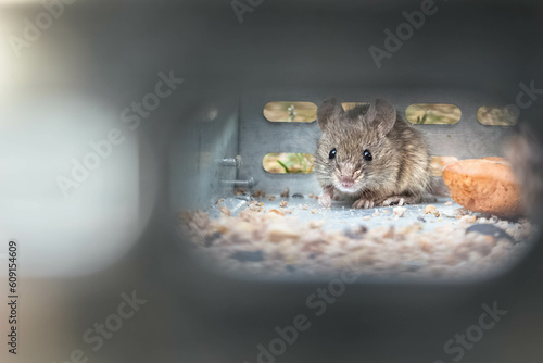 Foto Humane mouse trap, muse in a metal cage, mouse pests control