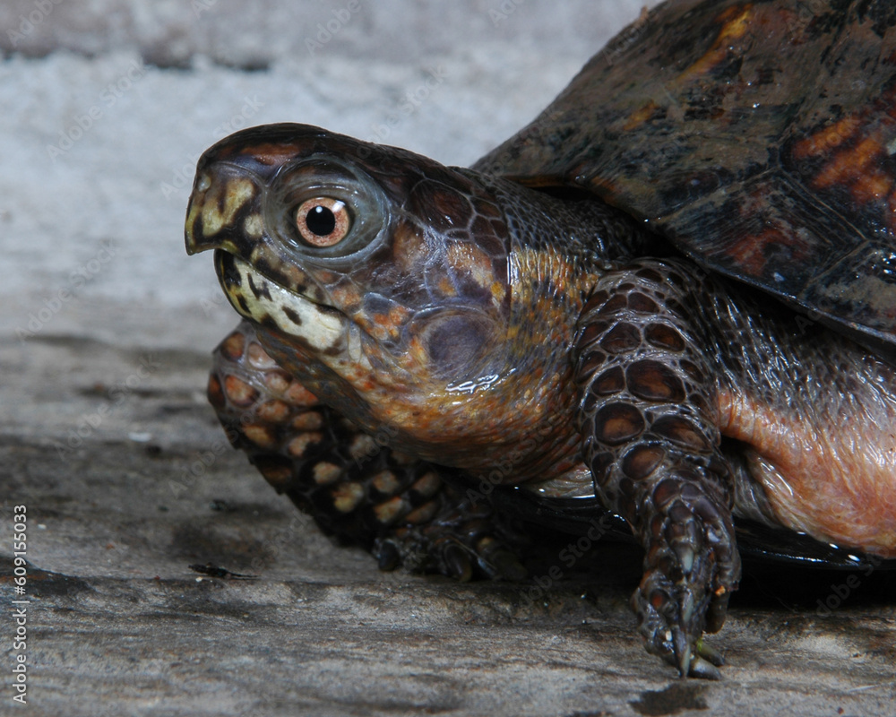 Obraz premium Box turtle