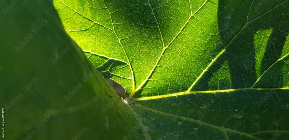 Green vine leaf (Vitis) with reticulated veins in the sun from the ...