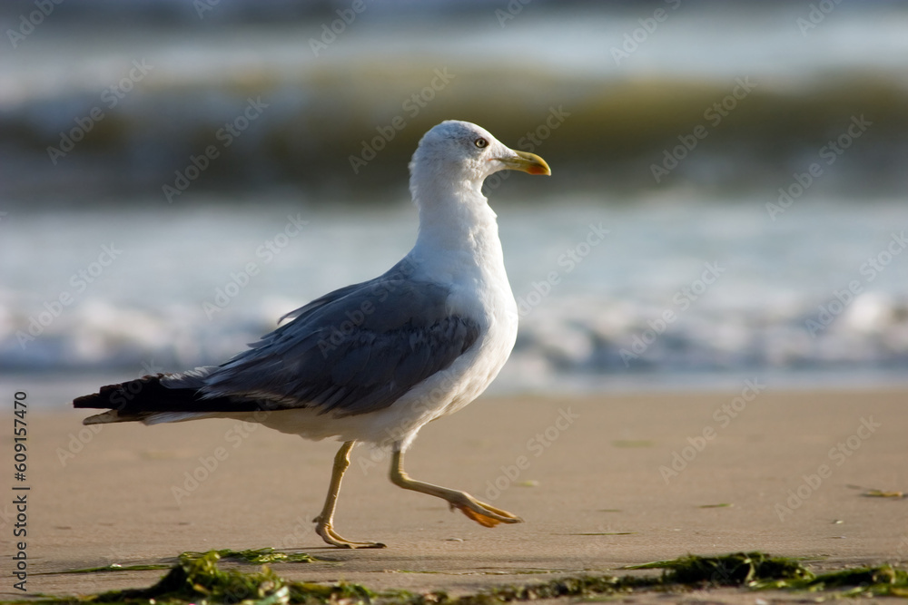 Running seagull