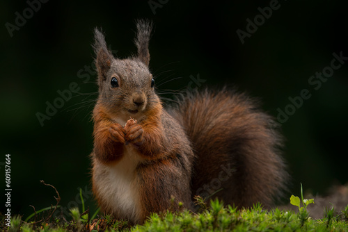 Hungry Eurasian red squirrel  Sciurus vulgaris  in the forest of Noord Brabant in the Netherlands.                       