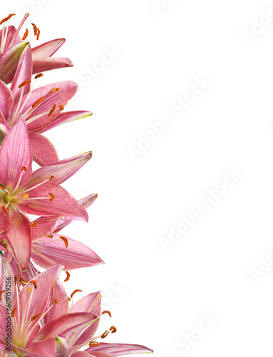 Pink lily flowers in a flor...