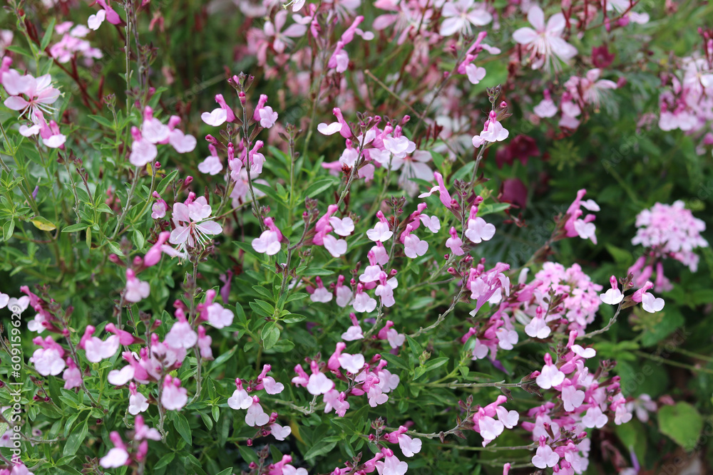 Full frame image of pink salvia flowers and green foliage