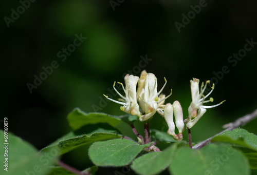 Close-up of the white small flowers of the red honeysuckle. The leaves of the bush are green and round. There is space for text at the top