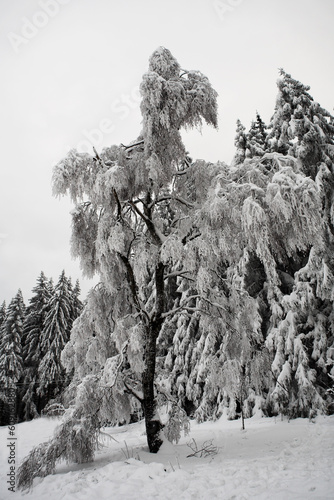 Fir trees covered in snow, Kirchberg - German Alps