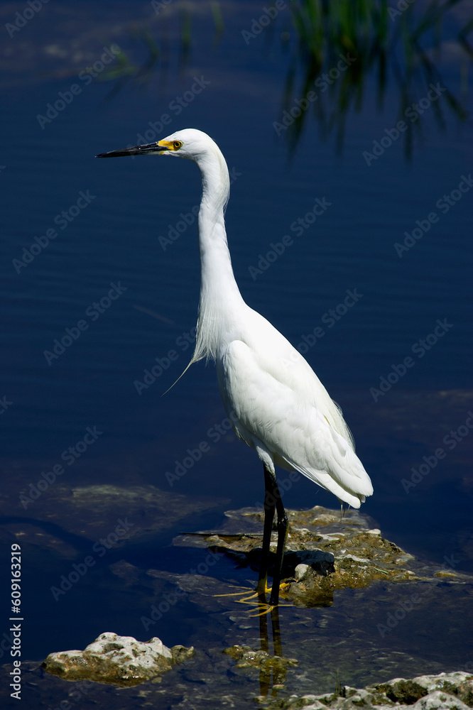 Snowy egret white heron everglades state national park florida usa Snowy egret white heron everglades state national park florida usa