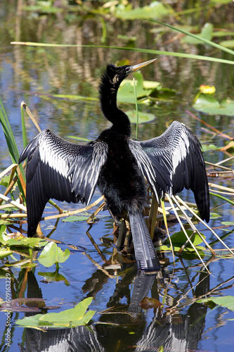Obraz na plátně Anhinga bird everglades state national park florida usa