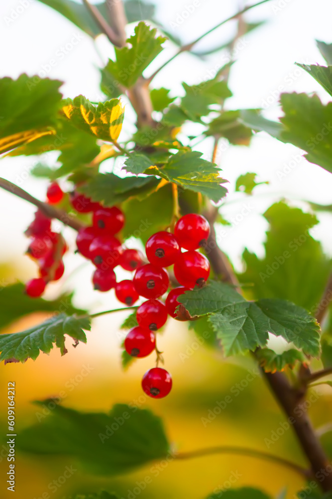 Ripening red currant berries. Gardening in countryside. Ripening red currant berries. Gardening in countryside.