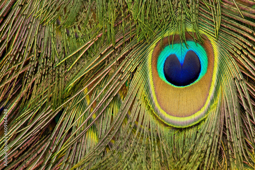 Obraz premium peacock feather