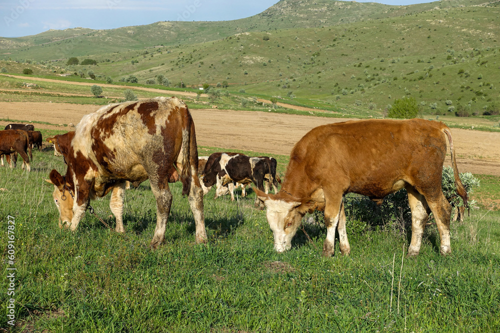 sacrificial cattle spread in the pasture, cattle fed for the Islamic faith and sacrifice,cattle bred for sacrifice naturally feed on pasture,