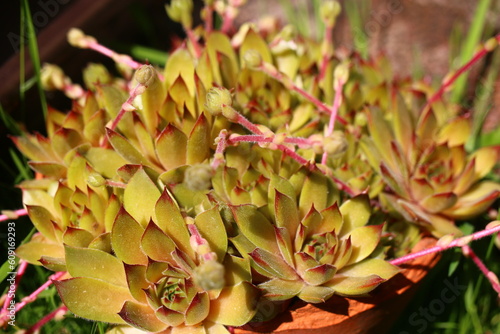 Sempervivum GELBER STERN Rojnik Gelber Stern