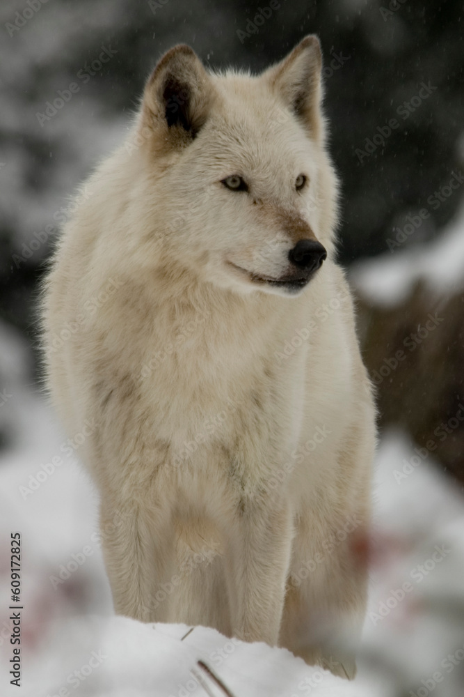 Light color Gray Wolf in Snow Light color Gray Wolf in Snow