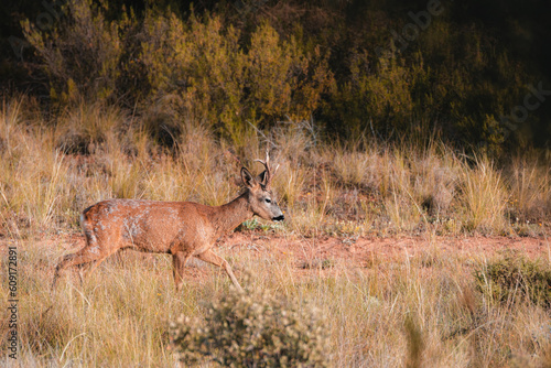 Fototapeta Naklejka Na Ścianę i Meble -  Close-up of a male roe deer walking in the field