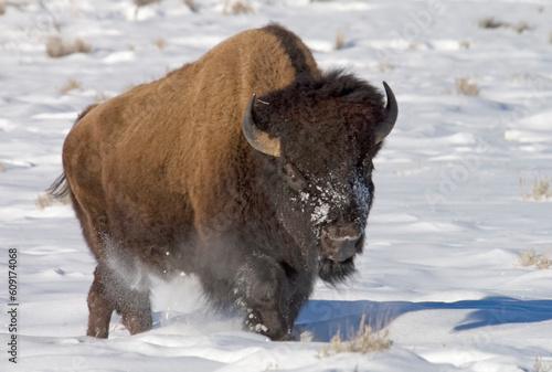 Bison walking in snow at Yellowstone NP.